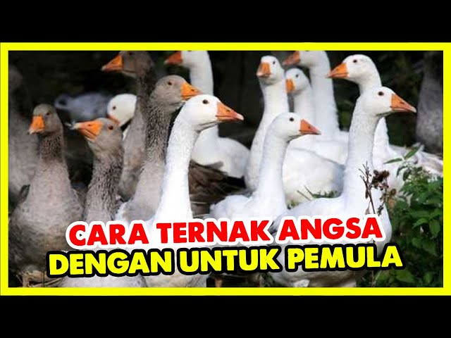 COMPLETE GUIDE TO RAISING GEESE FOR BEGINNERS
