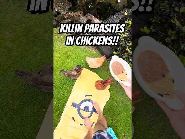KILL PARASITES IN CHICKENS!! 🐔💕 Feeding them spicy chili keeps them healthy