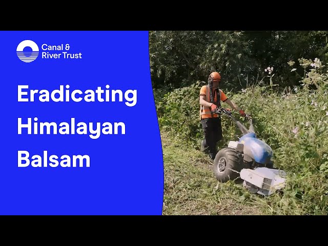 Trialling new methods to eradicate Himalayan balsam