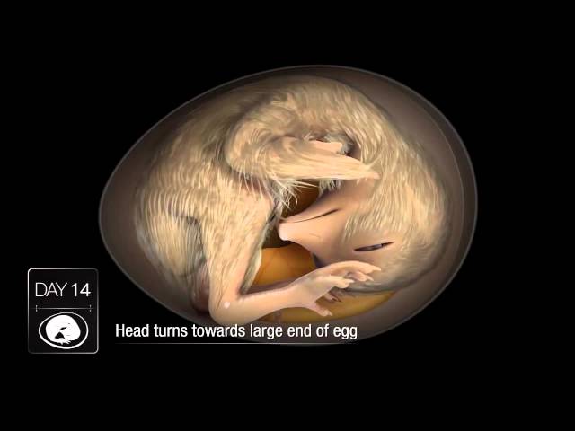 Chicken Embryo Development