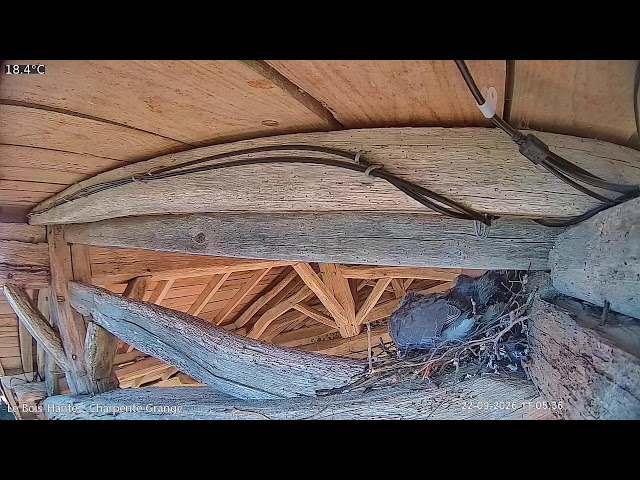 Little Owl (Les Herbiers nest | ext.)