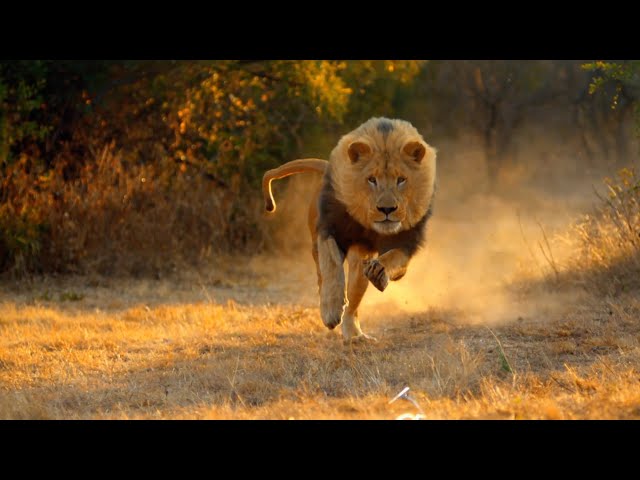 Lion and Rabbit | MOTIVATIONAL STORY IN HINDI URDU