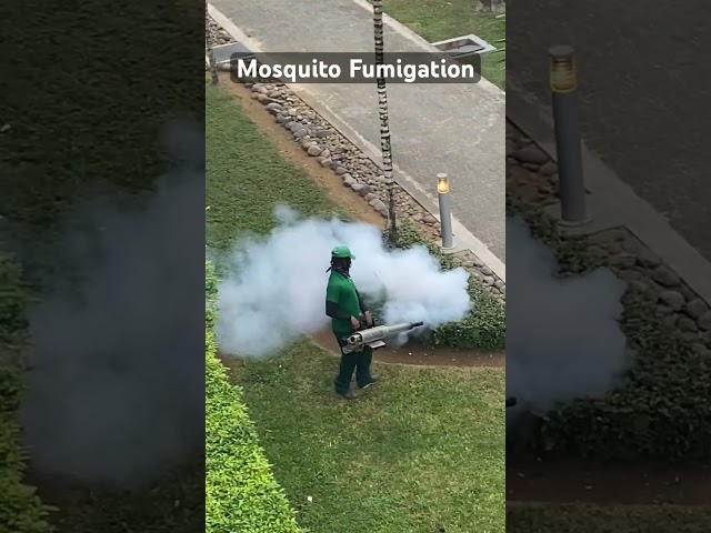How to stop Mosquitoes