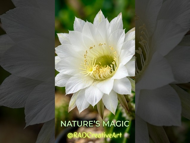 Cactus Flowers Blooming, Watch in Timelapse