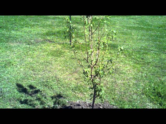 Tour of the new fruit tree orchard.