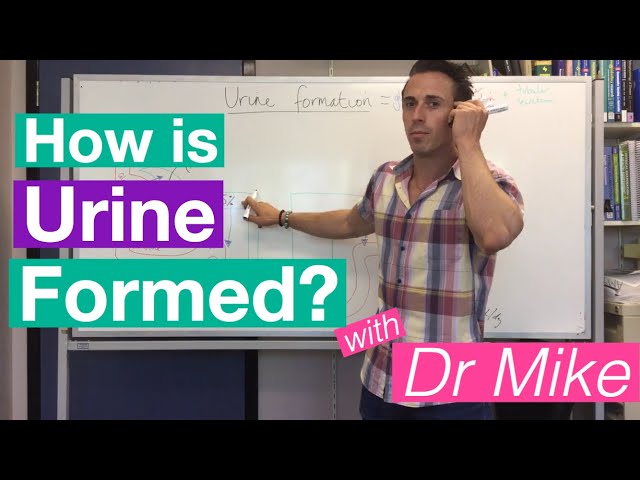 Urine formation
