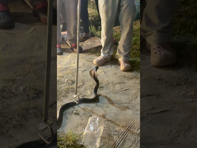 big cobra 🐍🫶🙏
