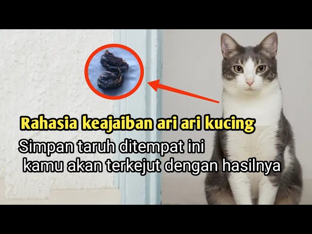The magic of cat's placenta in attracting money and good luck