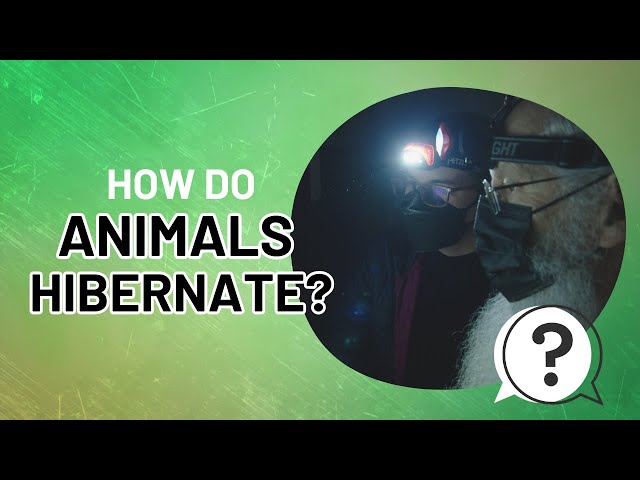 Northeast Nature | January | How do animals hibernate?
