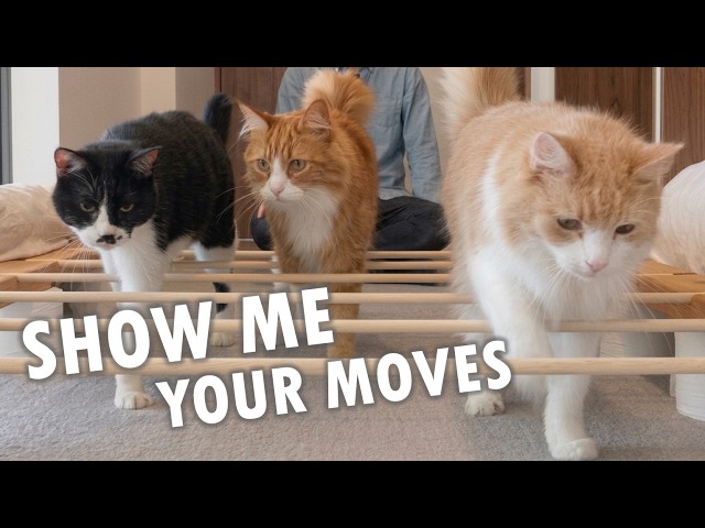 Testing our cats' AGILITY