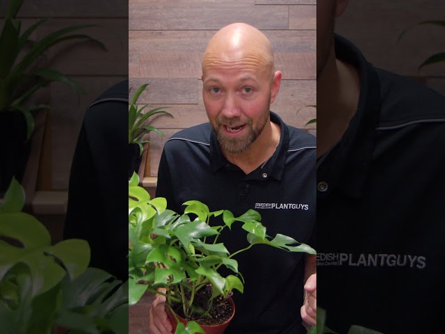 Monstera Obliqua