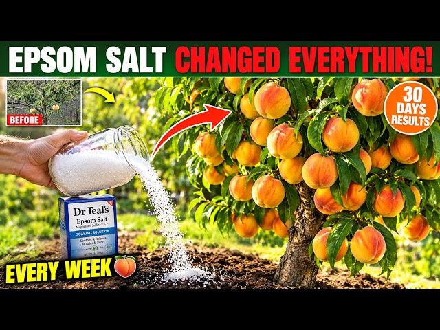 I Added Epsom Salt to My Peach Tree Every Week for 30 Days — The Results Shocked Everyone