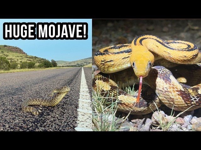 We Couldn't Stop Finding Rattlesnakes in Texas! Snakey Nights in the Desert!