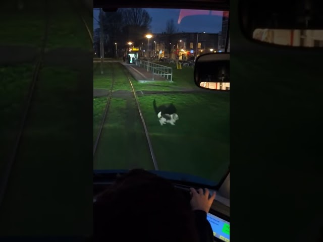 Dog on the tram tracks! 🐕