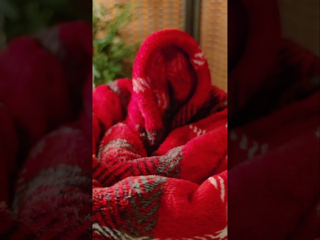 THE BIG PLUSHIE BLANKET FROM WALMART