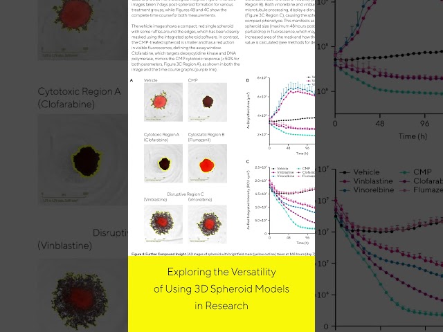 Go Beyond 2D: Unlock the Power of 3D Spheroid Models in Research