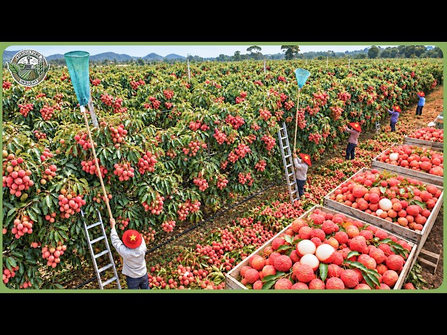 Vietnam's Farming Secrets — From Food Shortages to Producing Millions Tons of Food