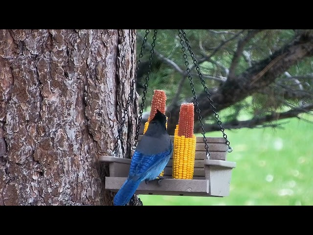 Steller's Jay eating Corn on the Cob