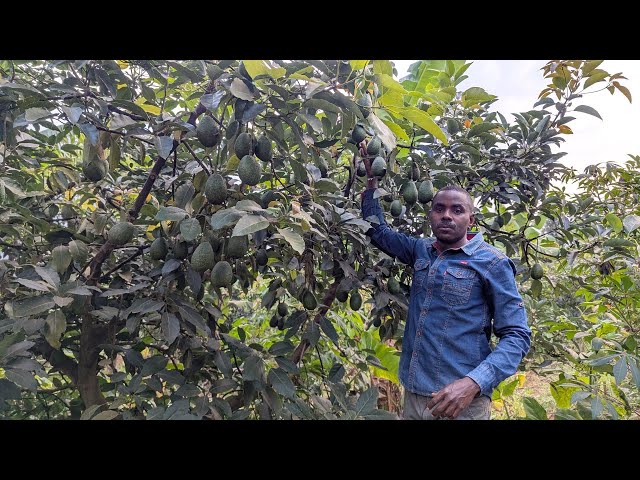 💰Uyu Muhinzi Yahinze Avoka Zitanga Umusaruro Mwinshi Kurusha Izo Dusanzwe Tumenyereye! 🥑🌱💼