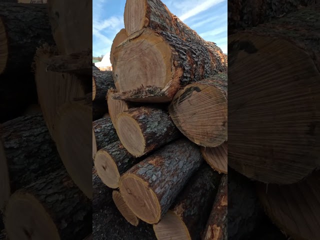 A nice load of cherry logs # shorts