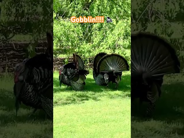 Gobblins!