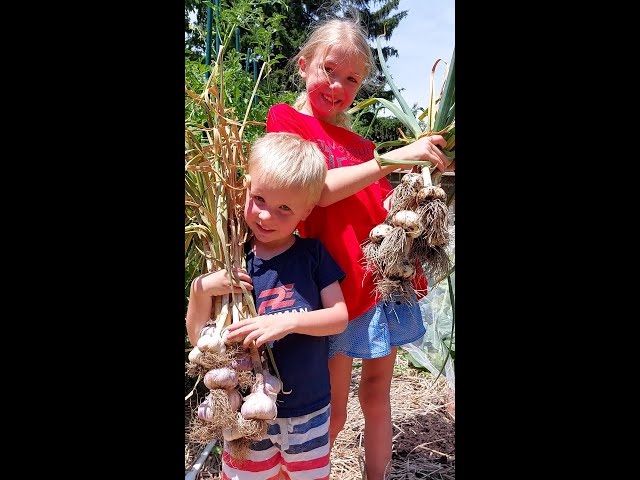 Garlic Harvest #Short