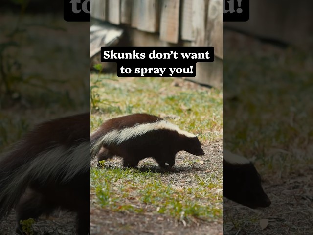 If a skunk starts stomping, that’s your cue to back off. #skunk #naturepbs #animals #wildlife #stem