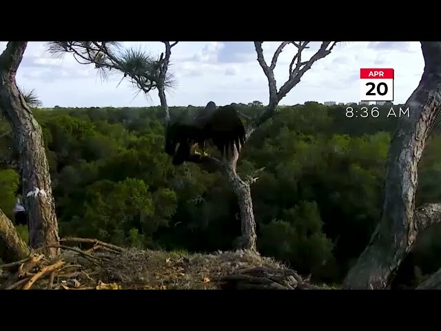 Second Eagle Fledges At NEFL Bald Eagle Cam