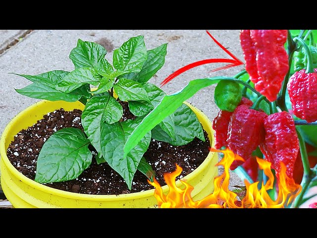How I Grow TONS of Superhot Peppers in 5 Gallon Buckets!
