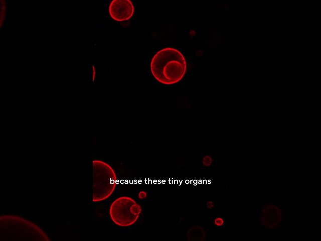 The Science Behind 3D Liver Organoid Progression: Advanced Imaging