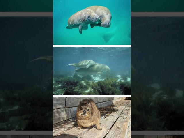 A manatee? A dugong? Or… a hyrax? #edutok #stem #elephant #animals #wildlife