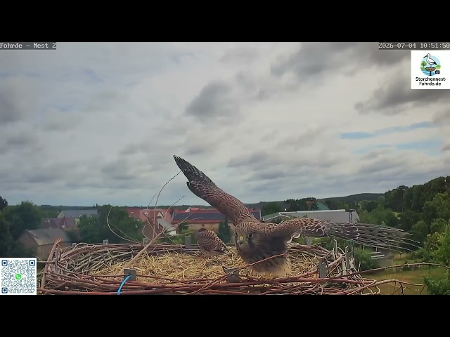Ein junger Turmfalke im perfekten Gleichgewicht - Turmfalken Fohrde - 04.07.2026