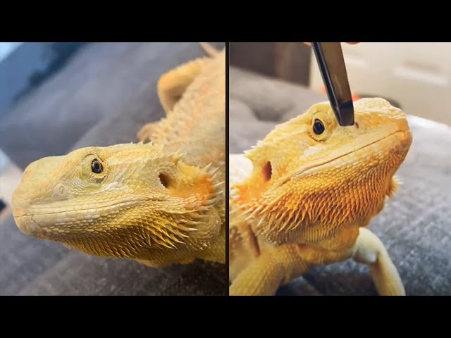 OWNER CLEANING OFF BEARDED DRAGON NOSTRILS