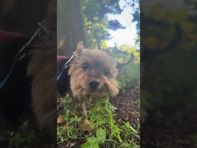 Pancho también explorando en el parque 😍🐶