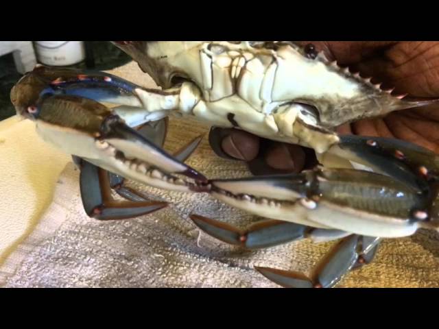 Backyard Crab Farm Update - Freezing Blue Crabs Tutorial