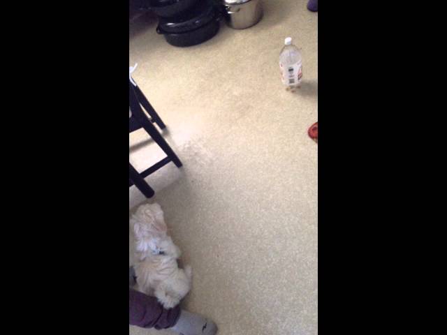 Plastic Bottle Attacks Puppy