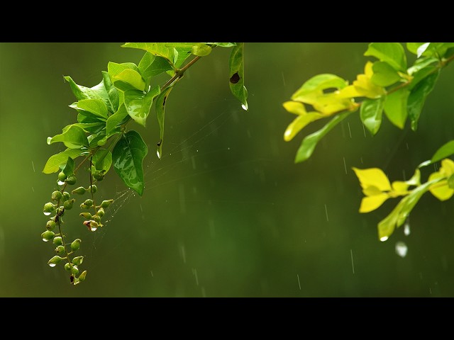 A Calming Storm | 4k Tropical Rain for Deep Sleep, Study, Focus