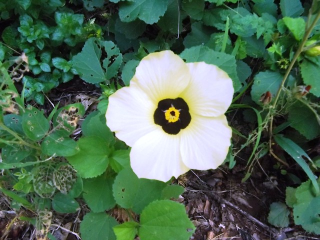 Episode 30 - Solar Plexus - My Medicine Wheel Journey to Self Healing