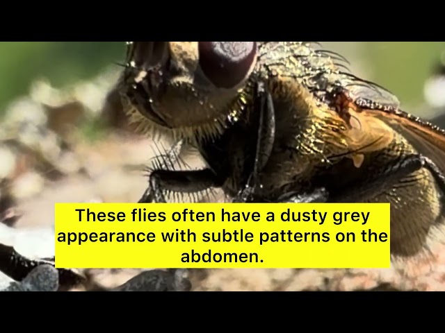 Is This Fly a Parasite?
