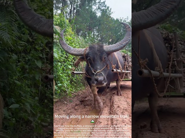 Buffalo power on a mountain road! 💪