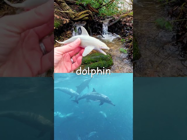 Learn Sea Animal Names for Kids at the Double Waterfall: Whale Shark Stingray Dolphin Zebra Shark