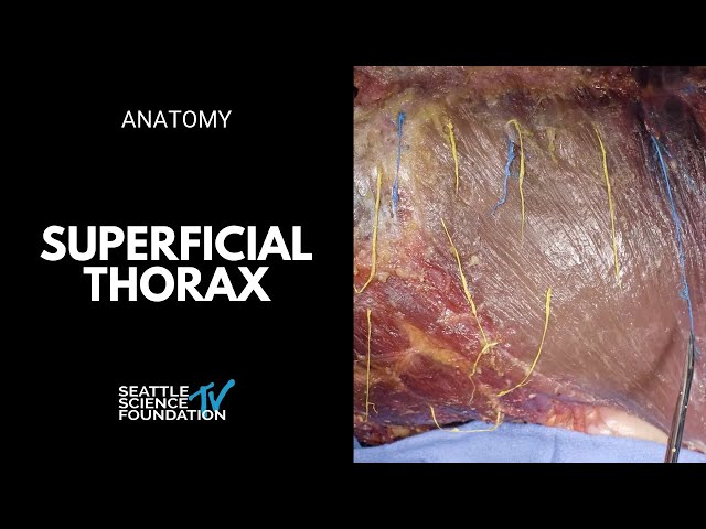 Thorax: superficial