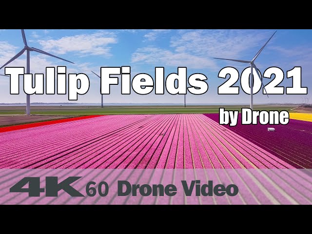 Beautiful Tulip Fields 2021 by Drone☀️ | Netherlands | Oude-Tonge Goeree-Overflakkee | 4K60