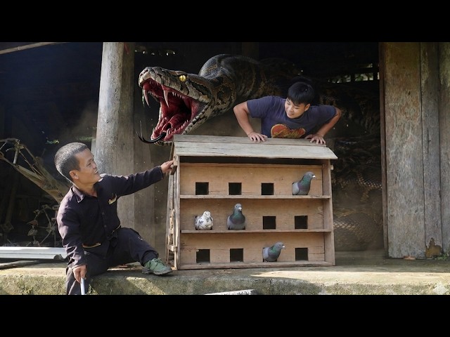 Dwarf Family Builds a Pigeon Nest and a Giant Python Lies in Wait | Primitive Life