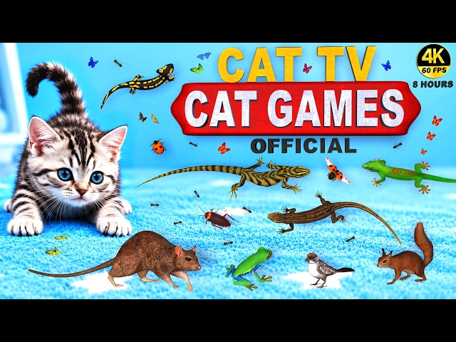 CAT GAMES 🐾 Cats Go Crazy! 😻 SUPER ENGAGING Cat TV COMPILATION | 4K 8 HOURS 60 FPS