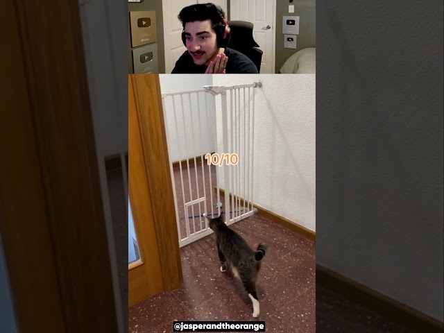 How smooth are these cats ๐ฑ