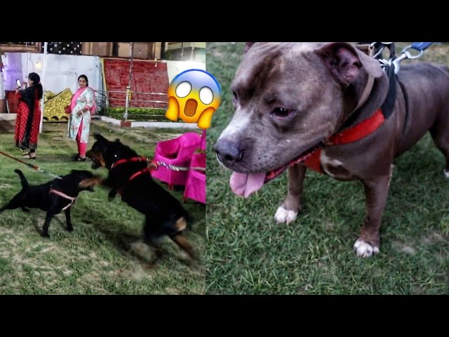 Pitbull & Rottweiler Dog Fight in Dog Show**Gone Wrong** Indian Dog Show 2022