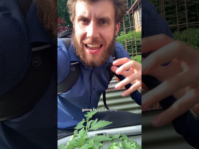 Lower Tomato Leaves: Should You Trim Them?