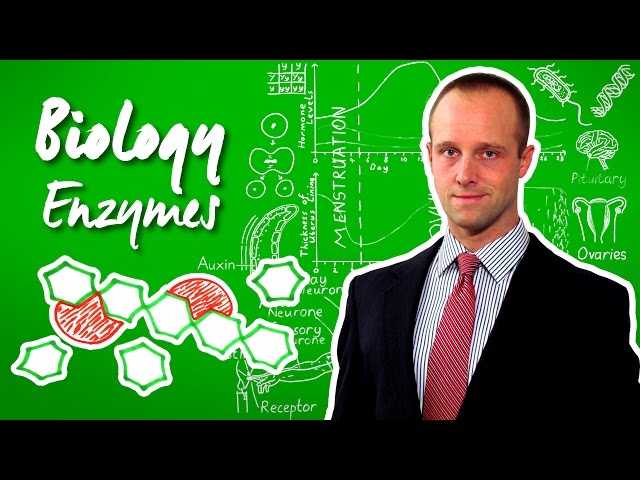 Enzymes - Biology - Science - Get That C In your GCSE and IGCSE
