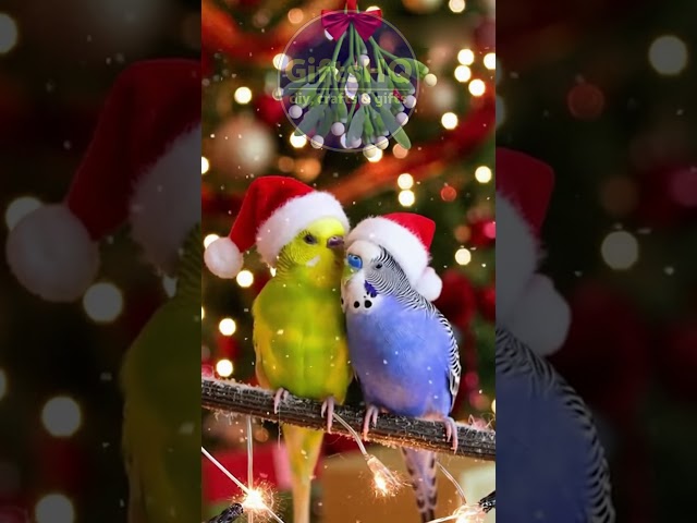 Two Lovebirds, One Perfect Christmas Moment 💛💙 #HolidayVibes #Parakeets #Wholesome